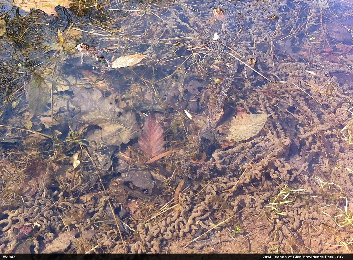 True Toads