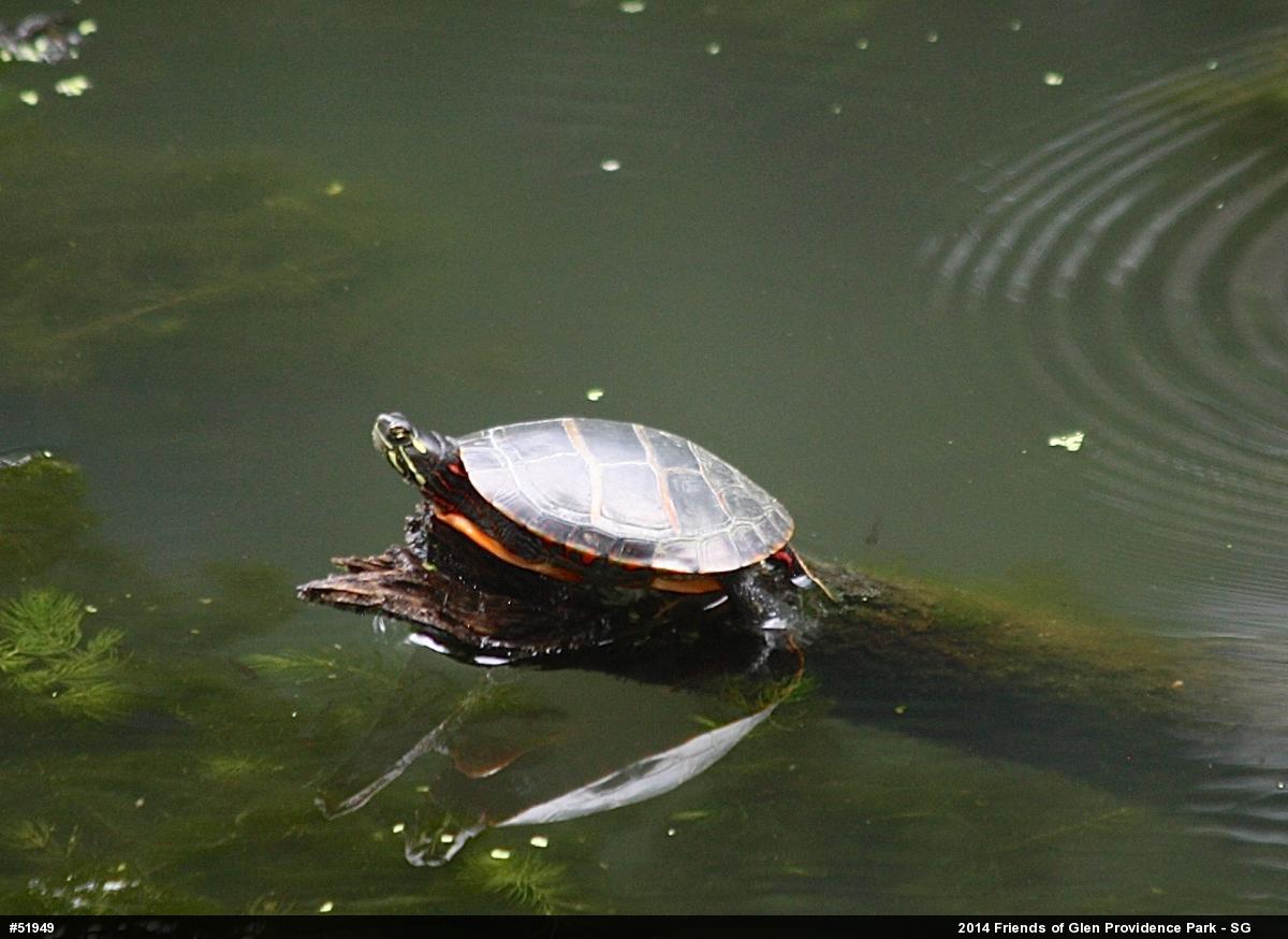Painted Turtle