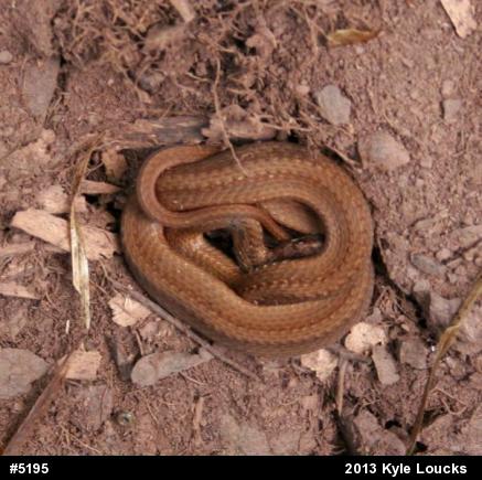 Red-bellied Snake