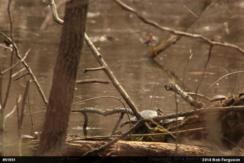 Red-eared Slider