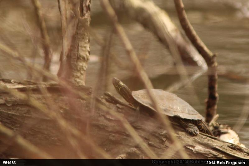 Northern Map Turtle