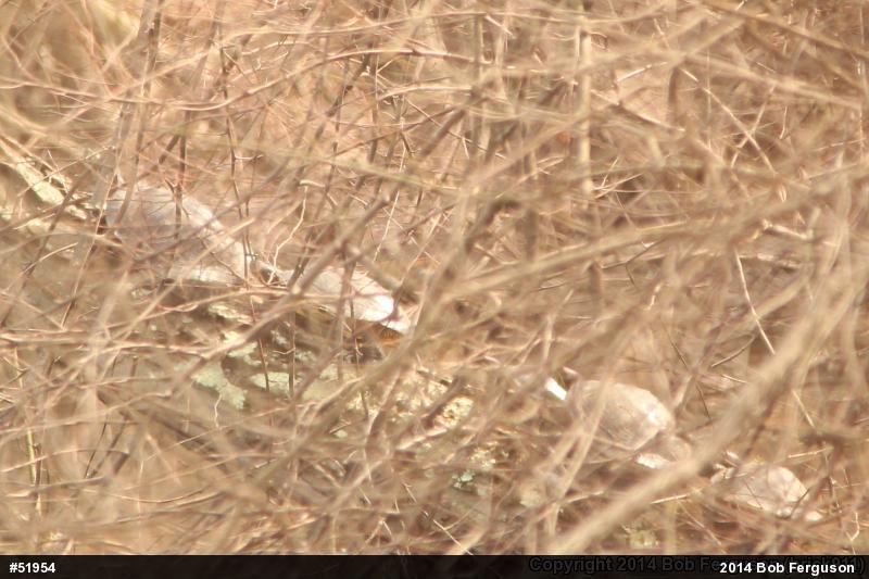 Red-eared Slider