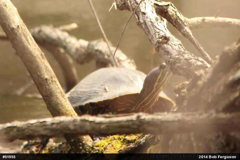 Red-eared Slider