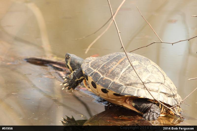 Yellow-bellied Slider