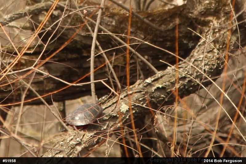 Eastern Painted Turtle