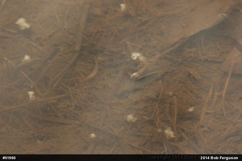 Mole Salamanders