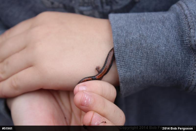 Eastern Red-backed  Salamander
