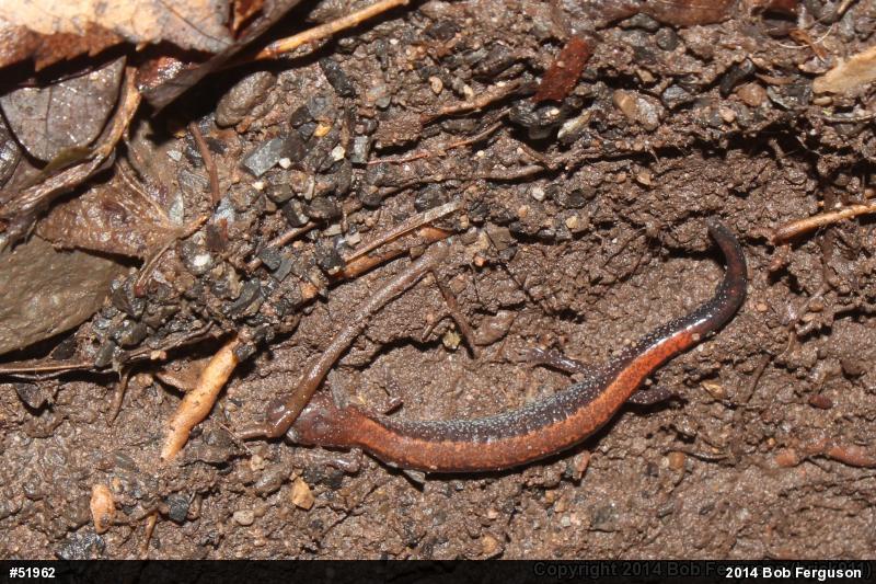 Eastern Red-backed  Salamander