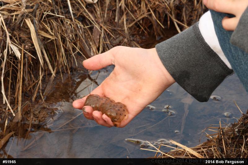 Spotted Salamander