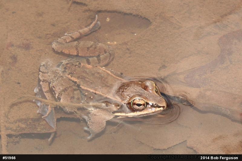 Wood Frog