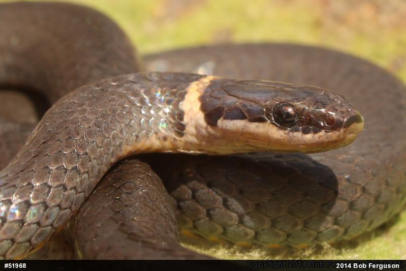 Northern Ring-necked Snake