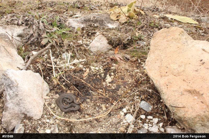 Northern Ring-necked Snake