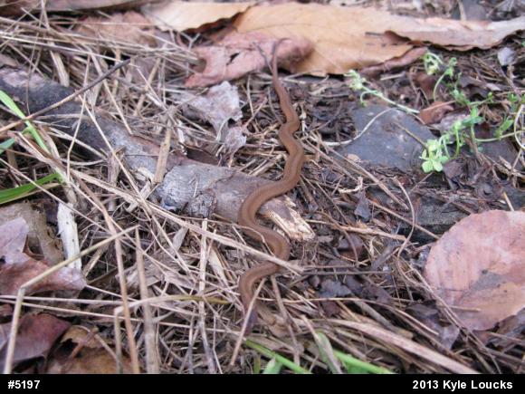 Red-bellied Snake