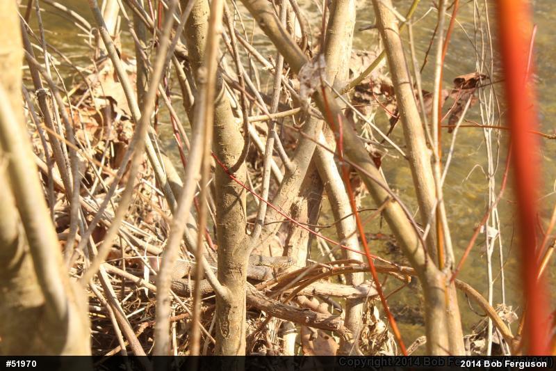 Northern Watersnake