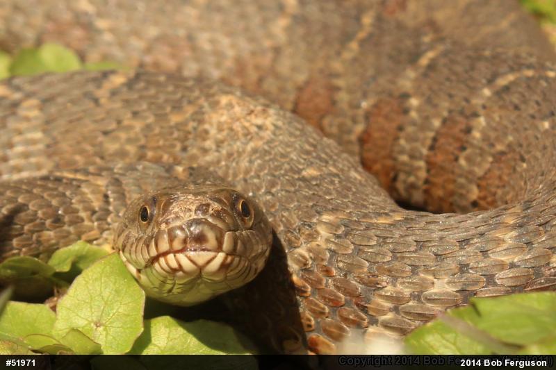 Northern Watersnake