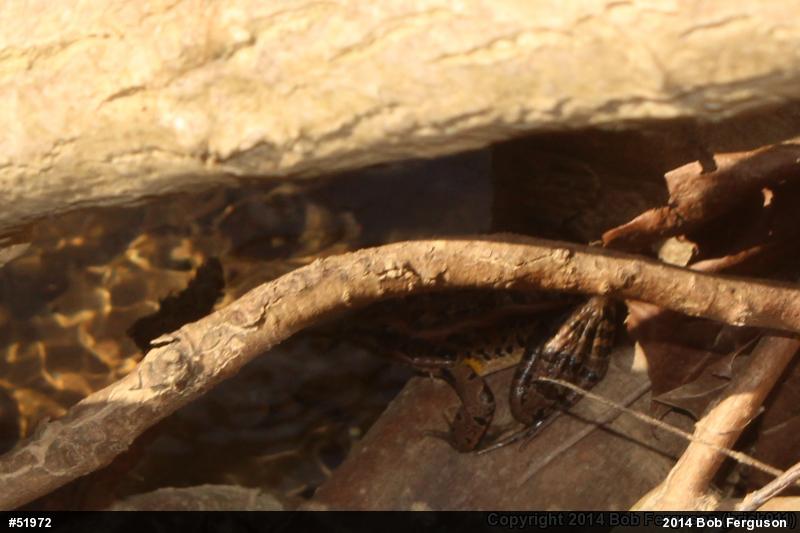 Pickerel Frog