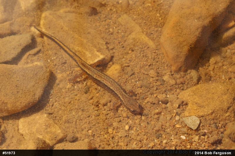 Northern Two-lined Salamander