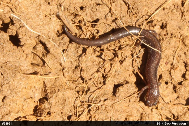 Eastern Red-backed  Salamander