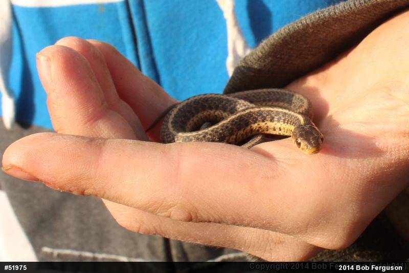 Eastern Gartersnake