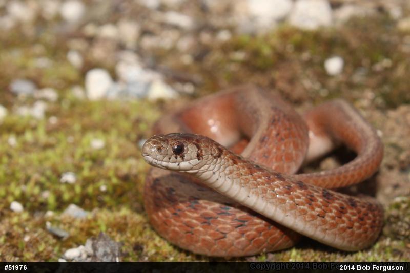 Dekay's Brownsnake