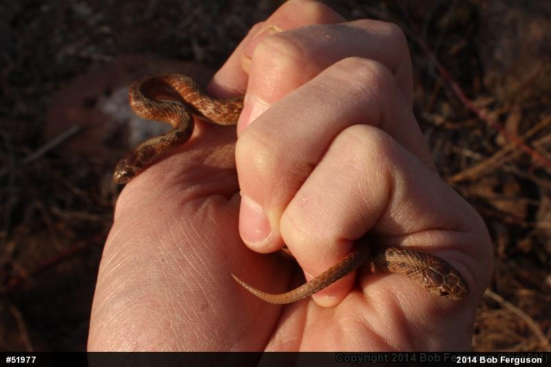Dekay's Brownsnake