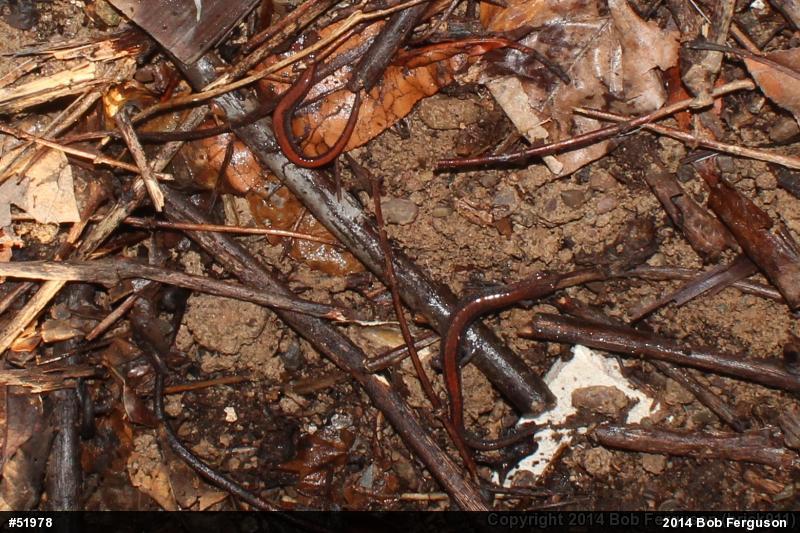 Eastern Red-backed  Salamander
