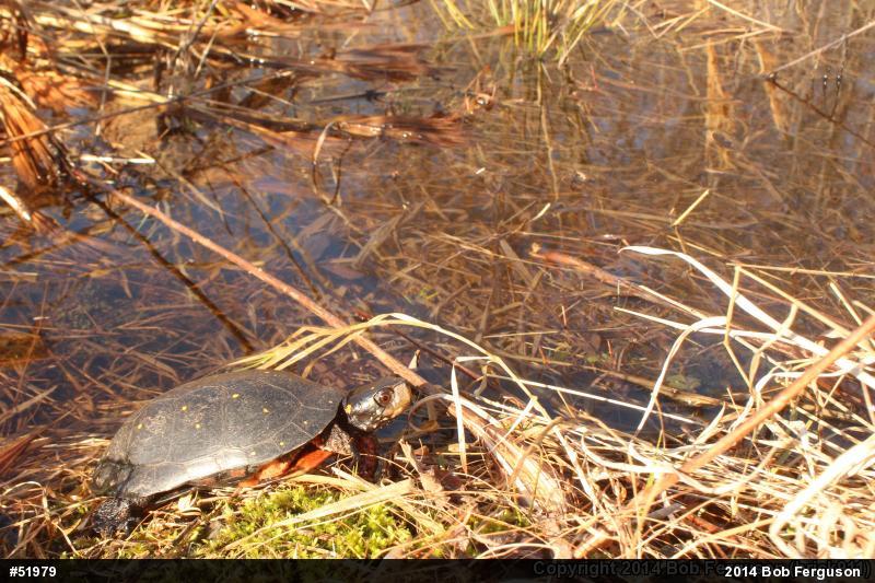 Spotted Turtle