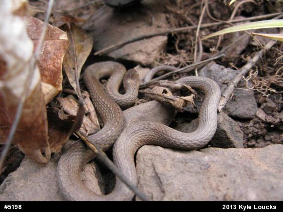 Red-bellied Snake