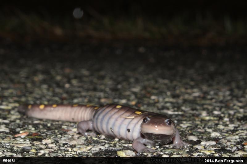 Spotted Salamander