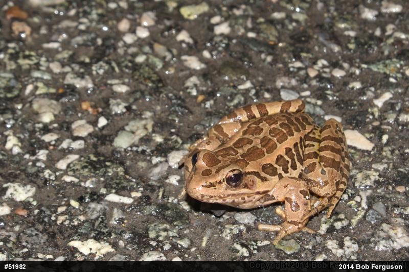 Pickerel Frog