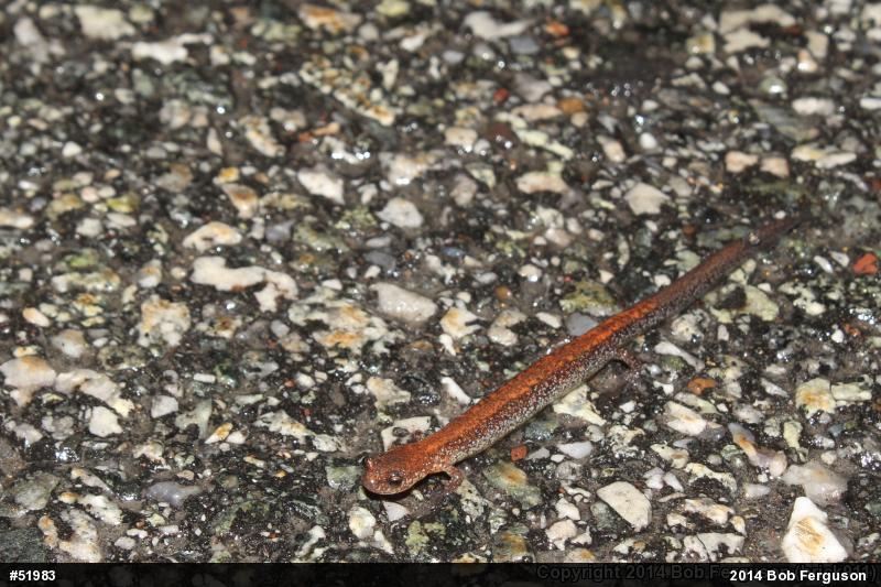 Four-toed Salamander