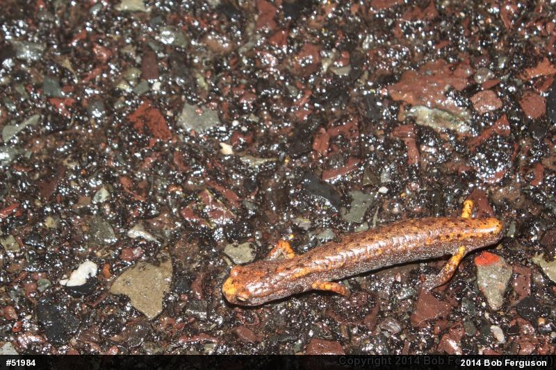 Four-toed Salamander