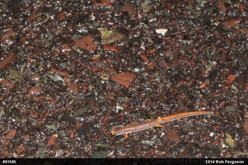 Four-toed Salamander