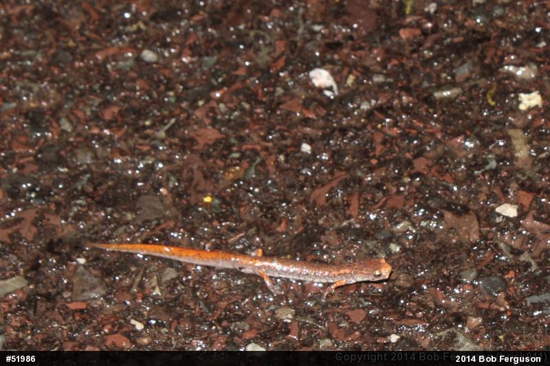 Four-toed Salamander