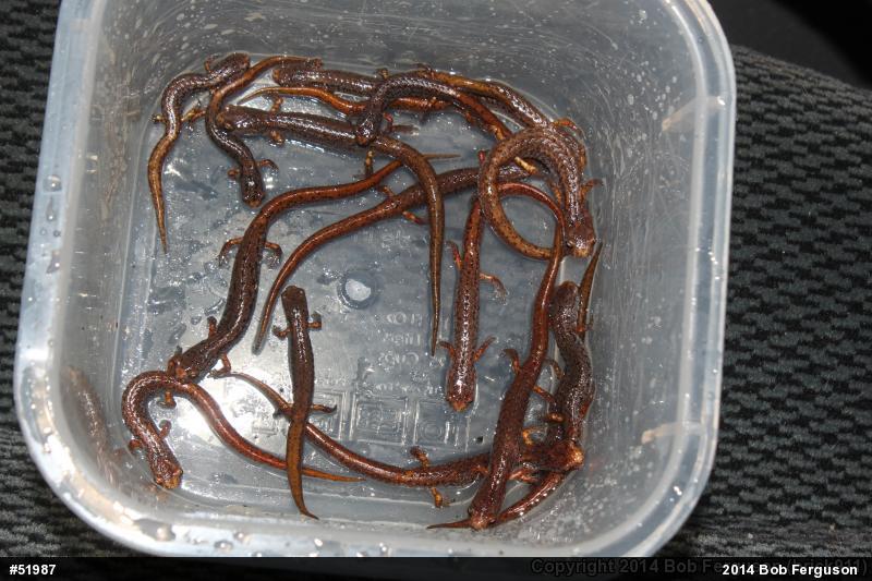 Four-toed Salamander
