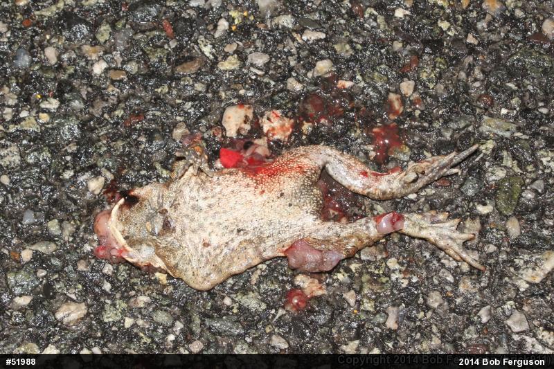 Eastern American Toad