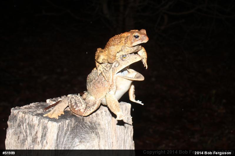 Eastern American Toad