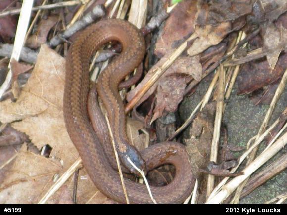 Red-bellied Snake