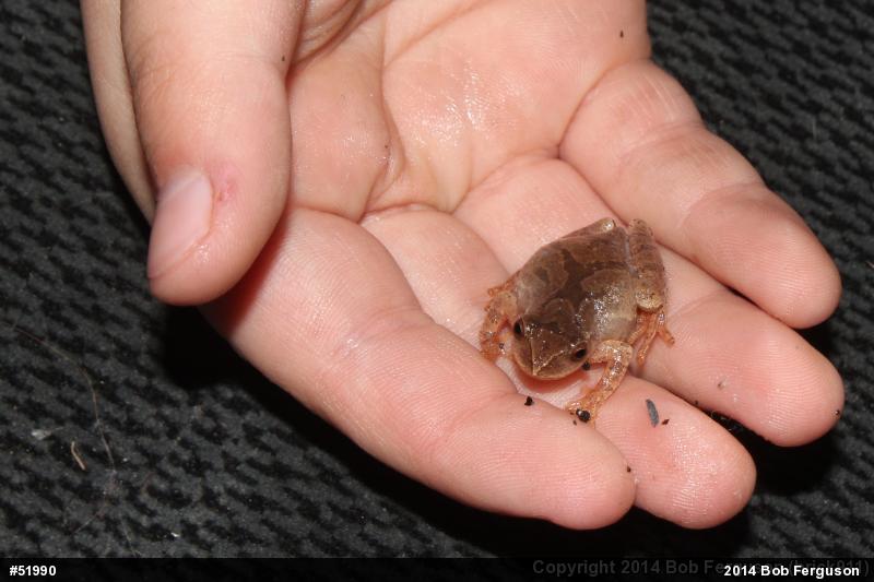 Spring Peeper