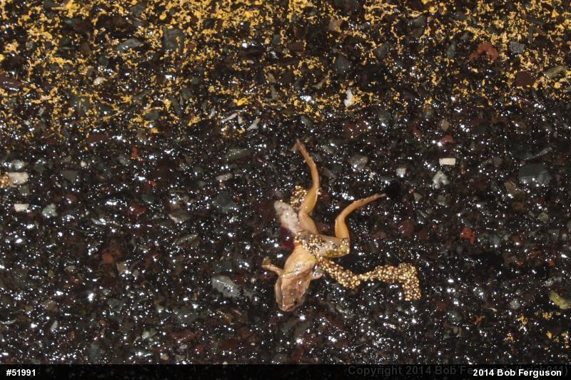 Spring Peeper