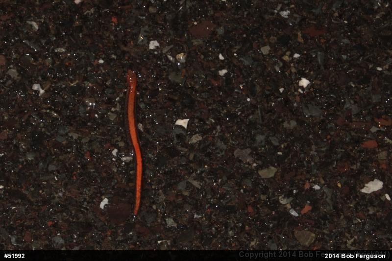 Eastern Red-backed  Salamander