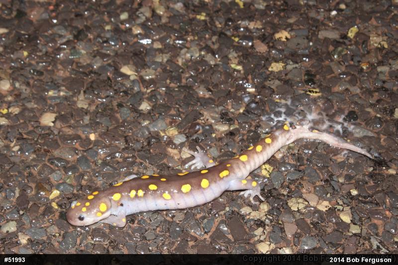 Spotted Salamander