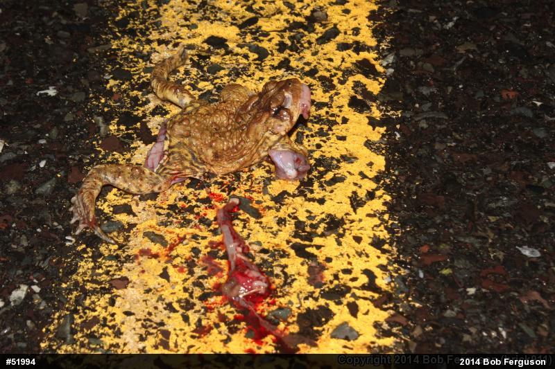 Eastern American Toad