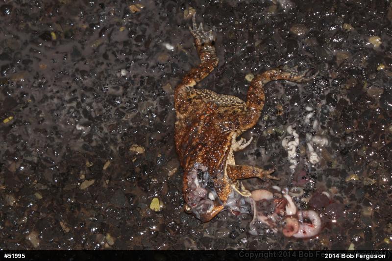 Eastern American Toad