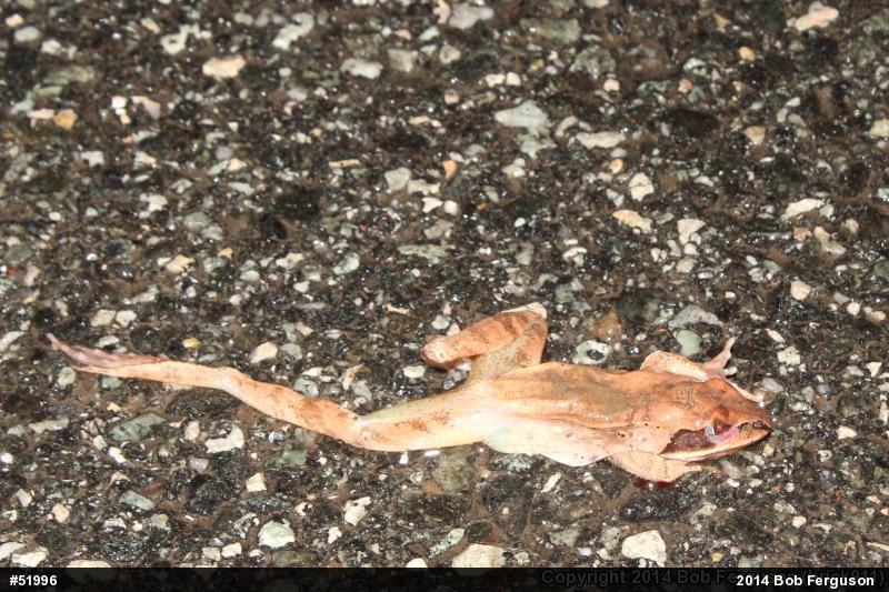 Wood Frog