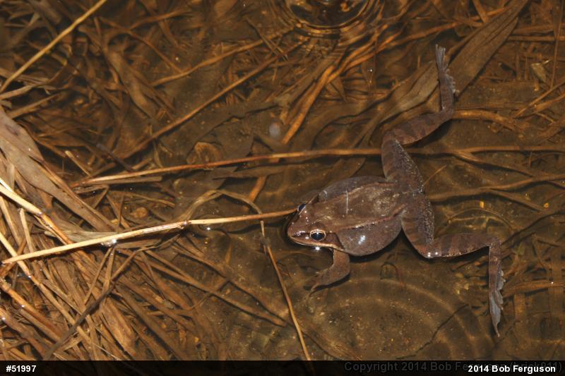 Wood Frog