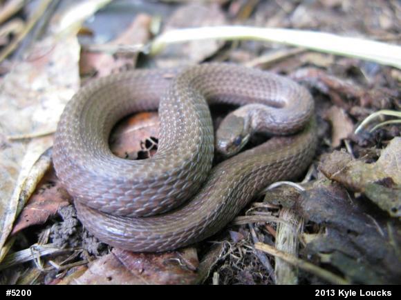 Red-bellied Snake