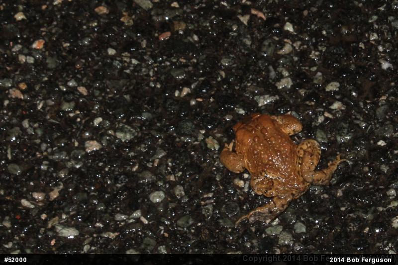 Eastern American Toad