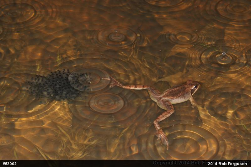 Wood Frog