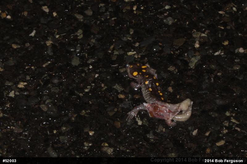 Spotted Salamander